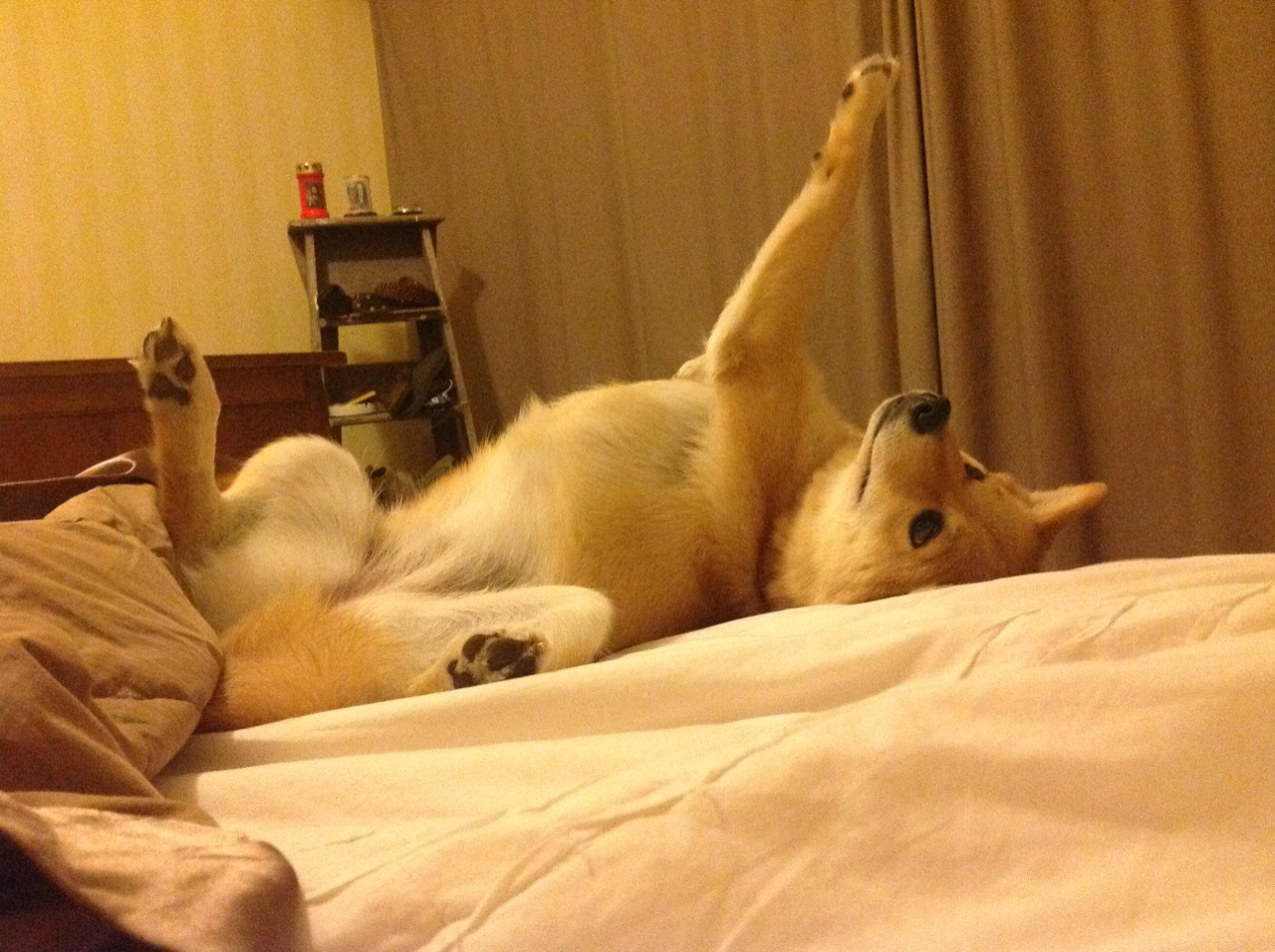 _极地雪地赛车:冰天雪地中的极速狂飙_,北极雪地车