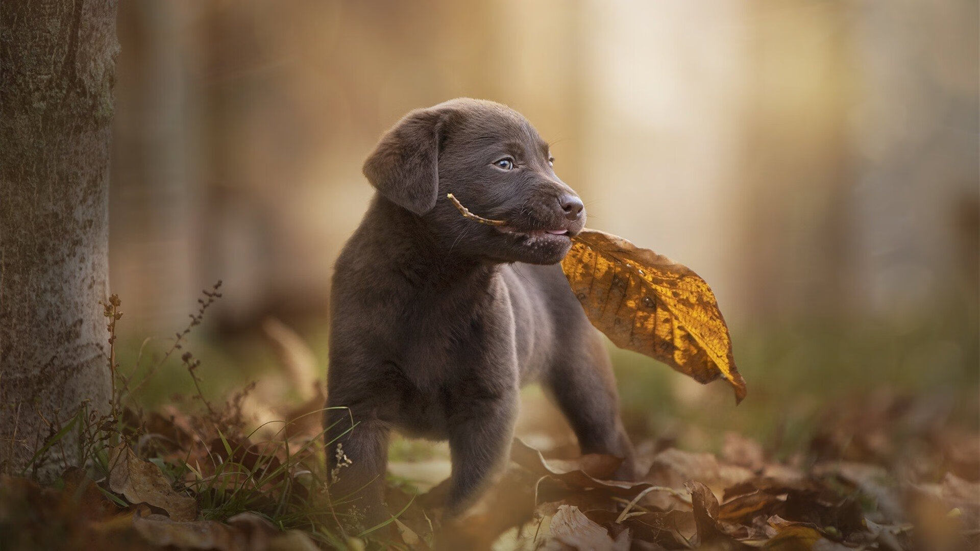 九游体育网页登陆-_魔术队迎来战斗力爆发，迎战强敌_，魔术队的比赛