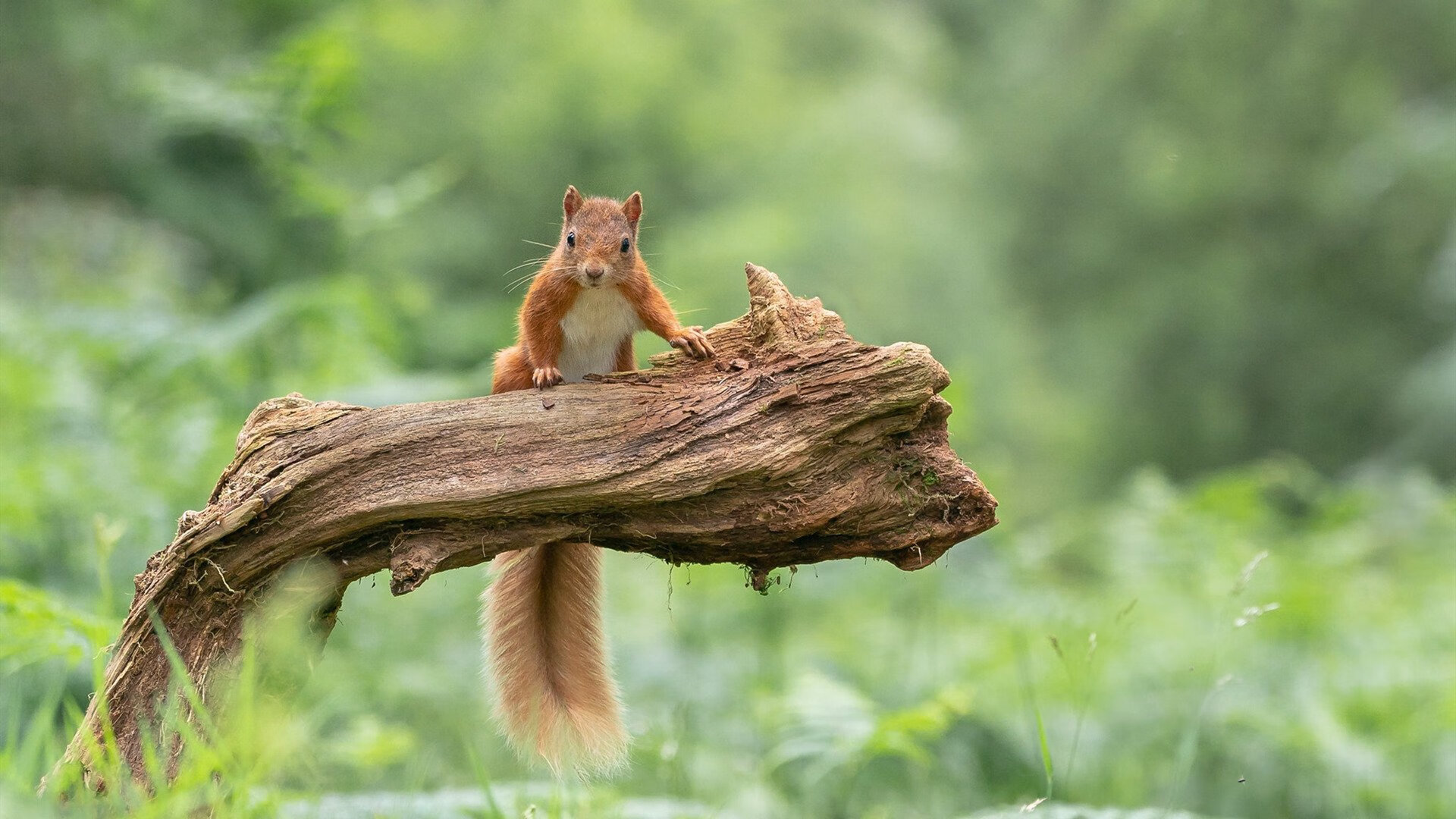 九游娱乐网页版-“西甲明星连续得分，带队冲击榜首宝座”，西甲足球明星