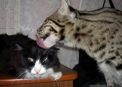 jiuyou-“青春逐梦”青少年篮球文化节在福州精彩开幕，推广体育文化，福建青少年篮球赛