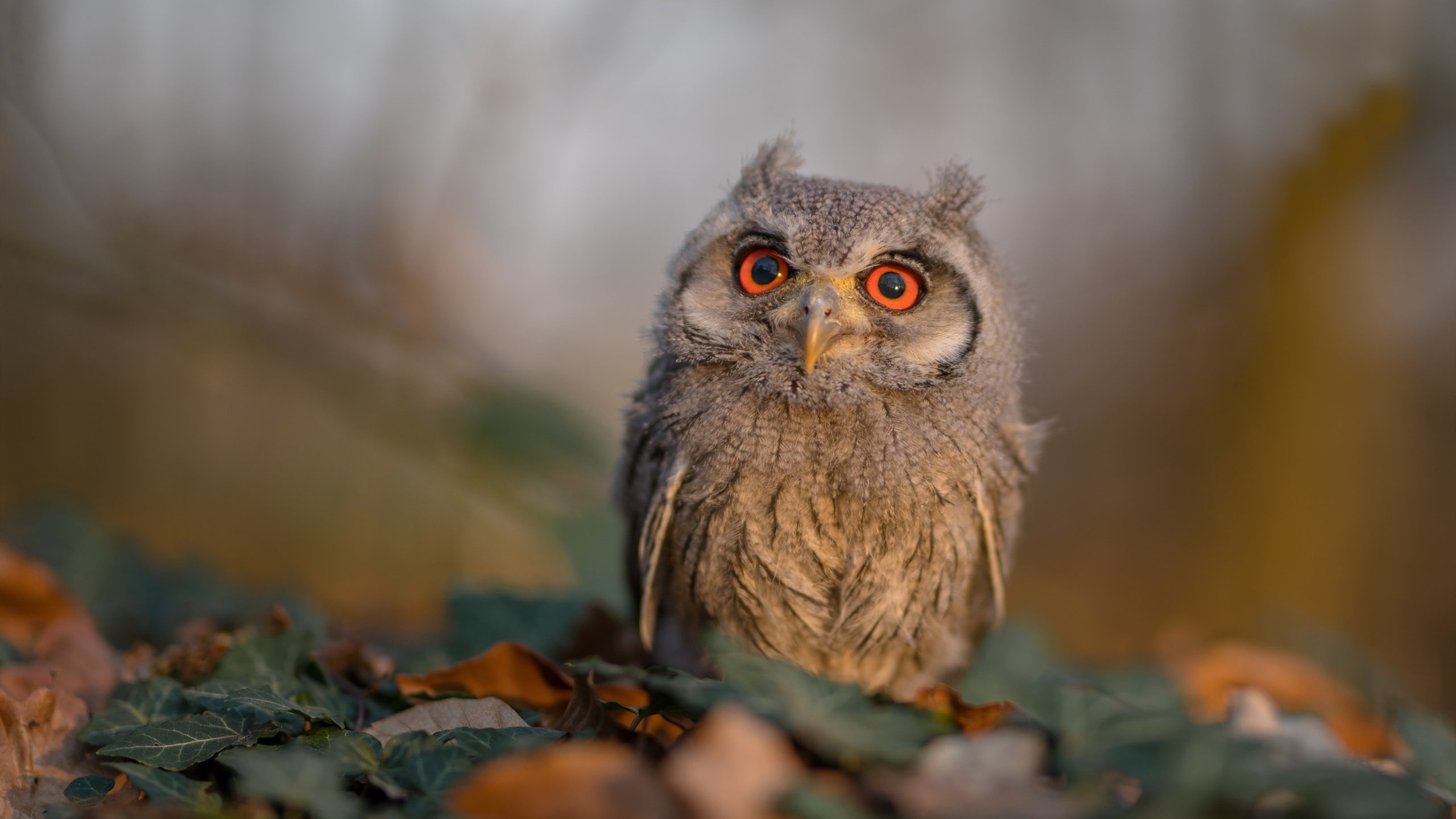 俱乐部杯篮球赛创新赛制,激烈角逐冠军宝座,篮球俱乐部规则